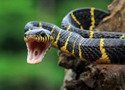 Mimpi Ular! Tafsir Salah Satunya Akan Ada Pertanda Buruk, Mitos atau Fakta?