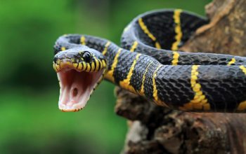 Ilustrasi Ular (freepik)