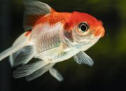 Tata Cara Bisnis Budidaya Ikan Hias: Panduan Lengkap untuk Pemula