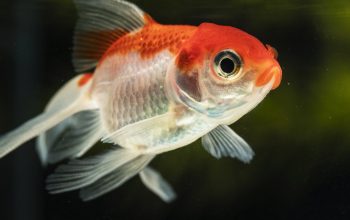 Ilustrasi Ikan Hias (Freepik)