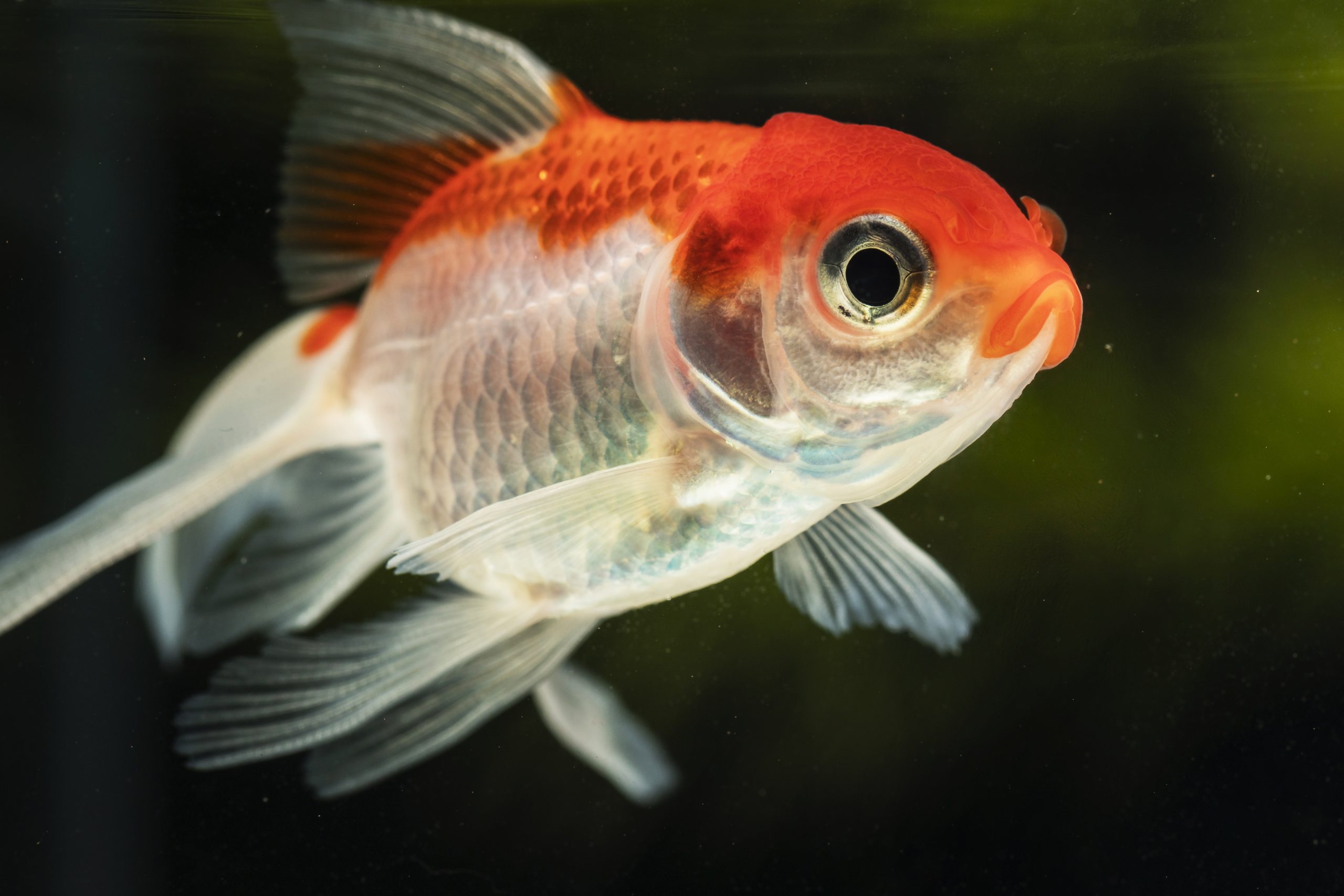 Ilustrasi Ikan Hias (Freepik)