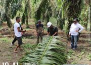 PT TSP Dukung Petani Sawit Tingkatkan Produksi Melalui Pemupukan Limbah Cair