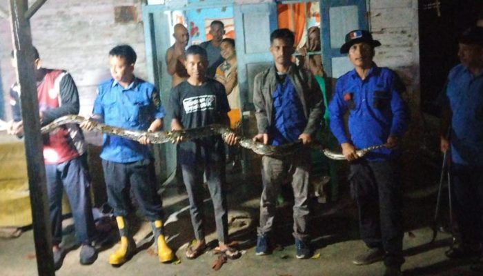Damkar Sergai Evakuasi Ular Piton 4,5 Meter Dari Rumah Warga Saat Hujan Deras
