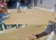 Padi Petani Desa Pon Sergai Menghitam Setelah Terendam Banjir, Bulog dan Kilang Padi Tolak Beli