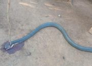 Melawan Hingga Akhir, Petani di Sukabumi Tewas Usai Bertarung dengan King Cobra Sepanjang 4 Meter