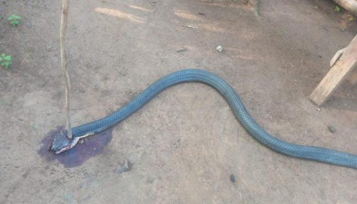 Melawan Hingga Akhir, Petani di Sukabumi Tewas Usai Bertarung dengan King Cobra Sepanjang 4 Meter