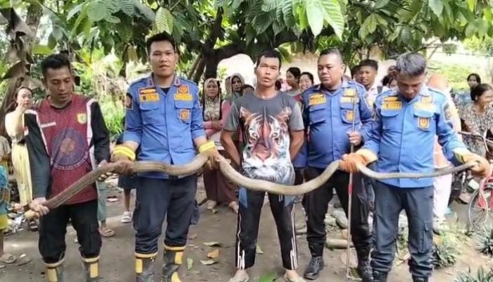 Damkar Serdang Bedagai Evakuasi Ular King Kobra 3 Meter dari Rumah Warga