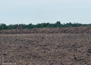 Belum Clear and Clean, Lahan Eks HGU PT DMK Diduga Dialihfungsikan
