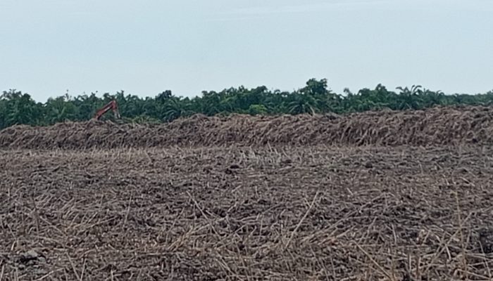 Belum Clear and Clean, Lahan Eks HGU PT DMK Diduga Dialihfungsikan