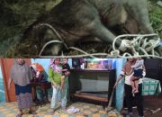 Babi Hutan Mengamuk di Permukiman Warga Tanjung Beringin, Seruduk Penghuni Rumah hingga Terluka