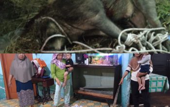 Babi Hutan Mengamuk di Permukiman Warga Tanjung Beringin, Seruduk Penghuni Rumah hingga Terluka