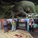 Babi Hutan Mengamuk di Permukiman Warga Tanjung Beringin, Seruduk Penghuni Rumah hingga Terluka