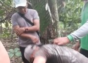 Polsek Silou Kahean Sisir Gubuk di Tengah Kebun Sawit, 1 Pria Diamankan